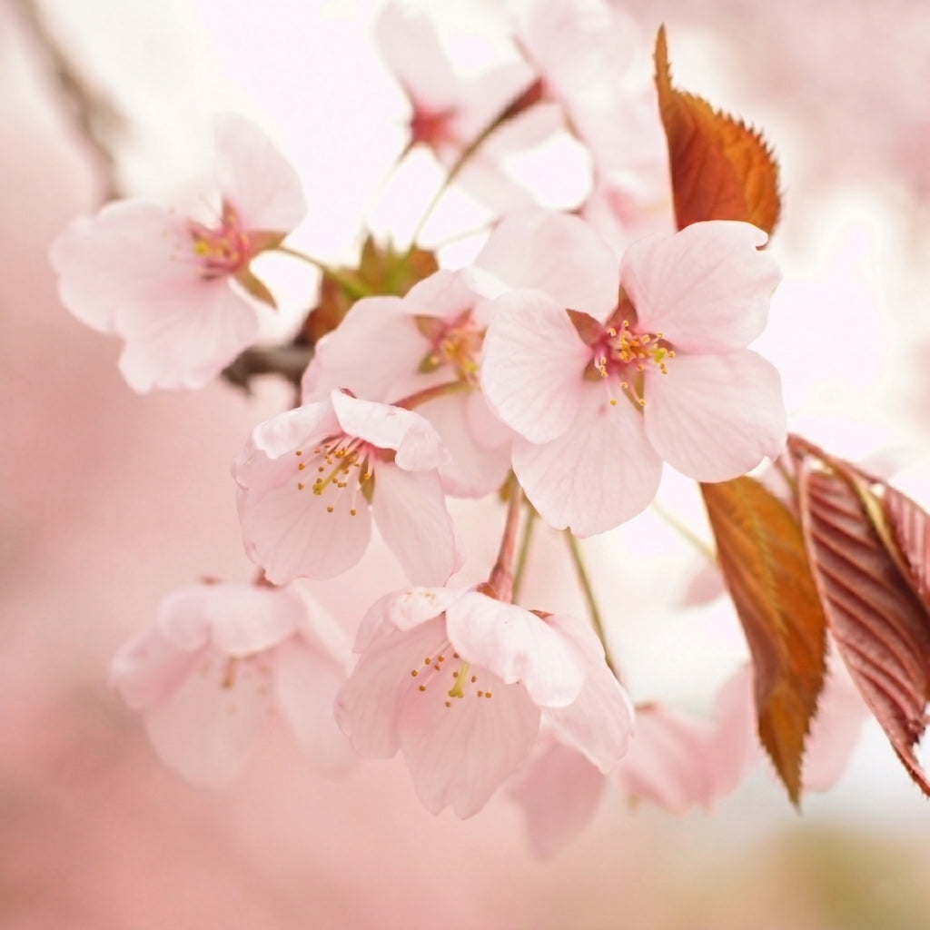 Close-up of pink cherry blossoms with a blurred background
