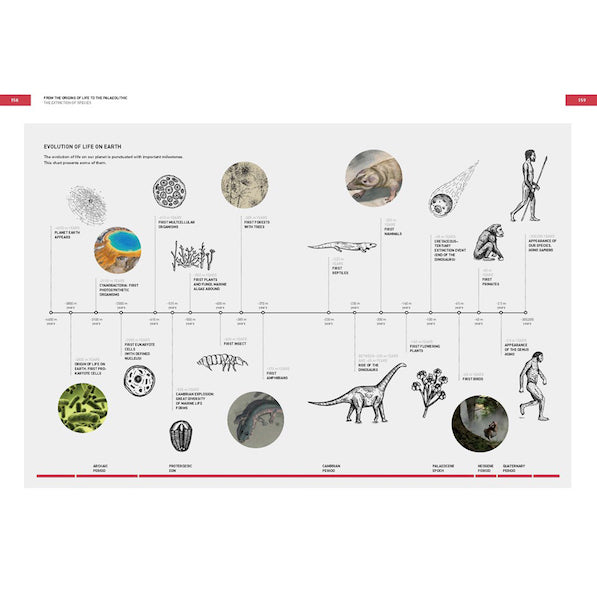 The Origins of Cooking: Palaeolithic and Neolithic Cooking (EN)