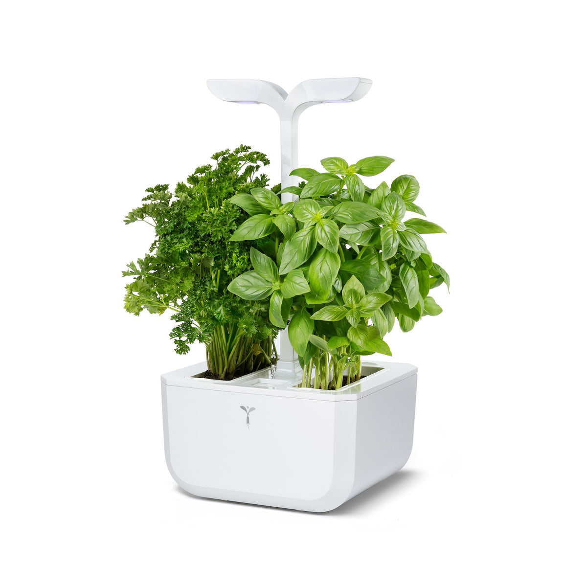 VERITABLE Exky Classic Edition White, 2 Plants