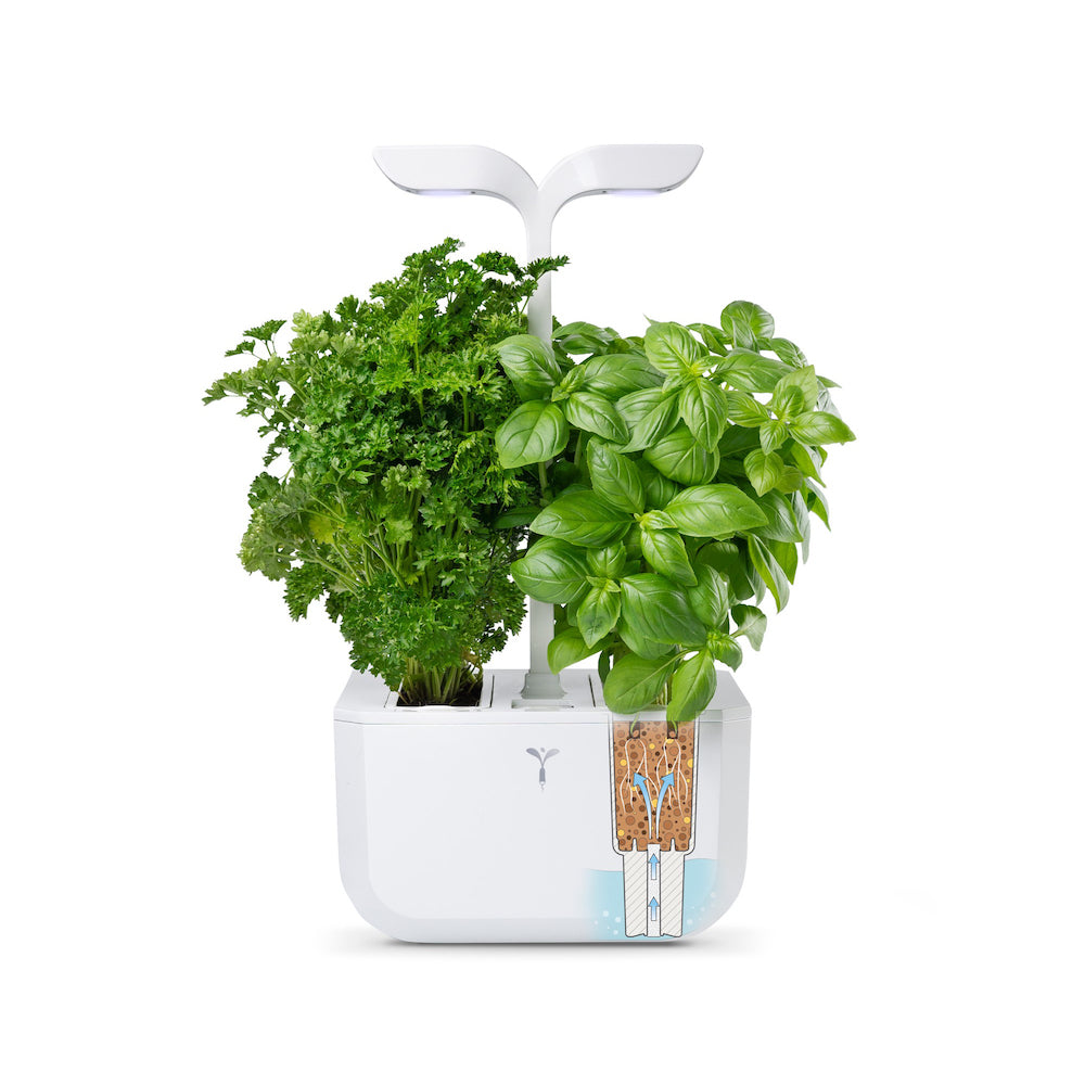 VERITABLE Exky Classic Edition White, 2 Plants