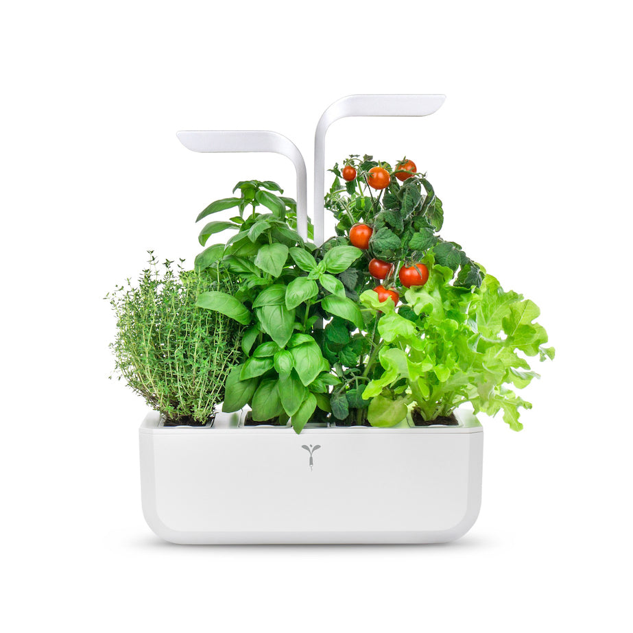 VERITABLE Exky Classic Edition White, 4 Plants
