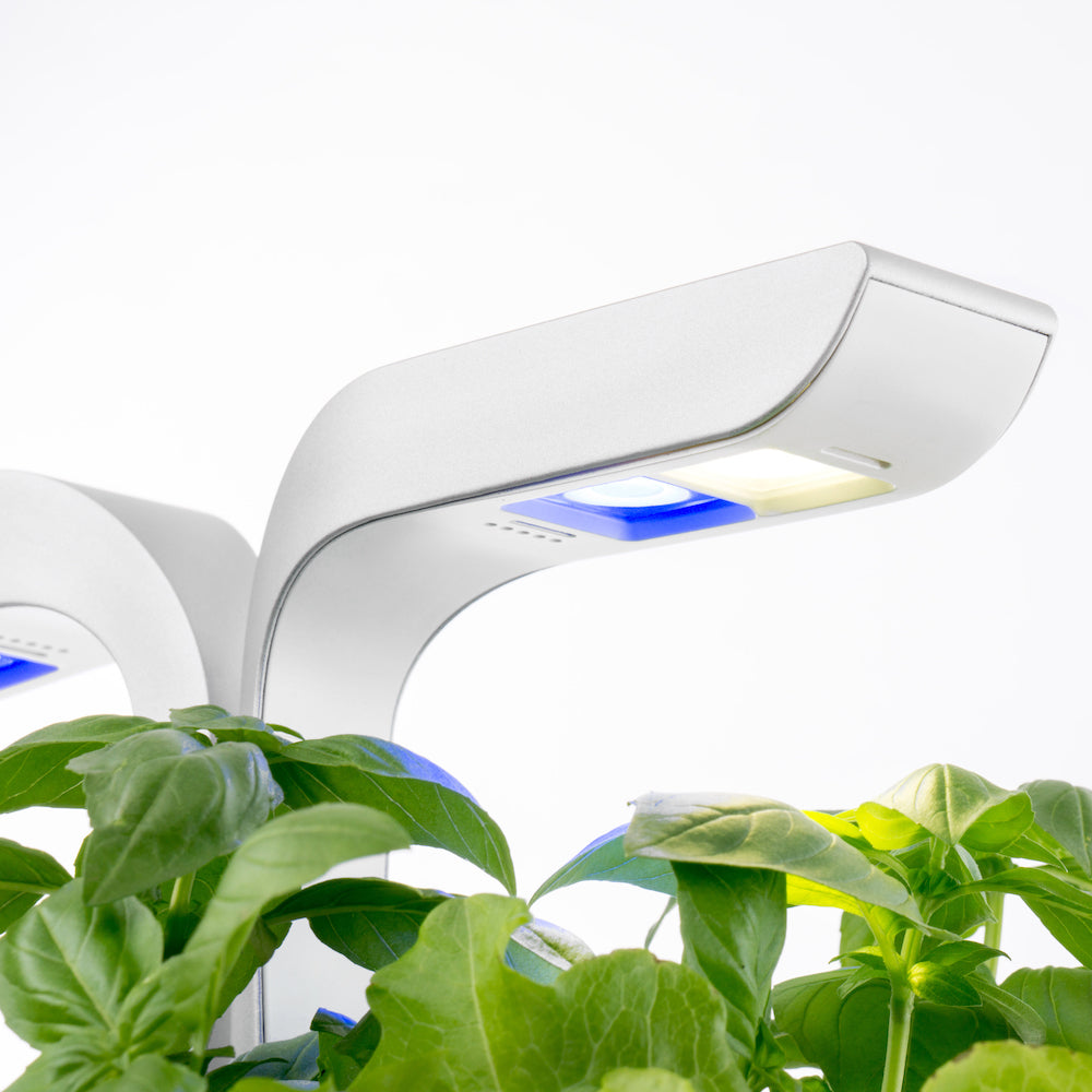 VERITABLE Exky Classic Edition White, 4 Plants