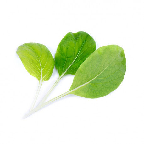 VERITABLE Lingot, Organic Bok Choy