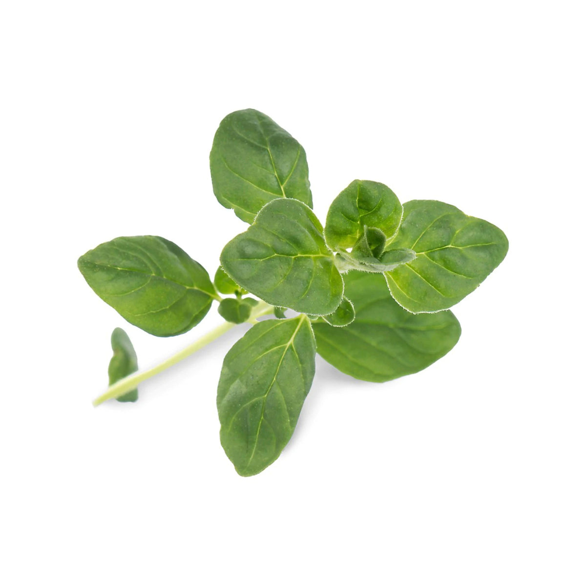 VERITABLE Lingot, Organic Savory – Gusta Supplies