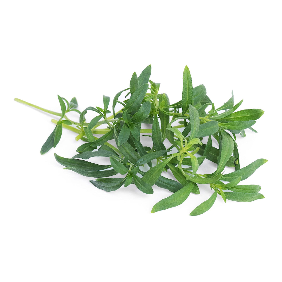VERITABLE Lingot, Organic Wild Mountain Savory