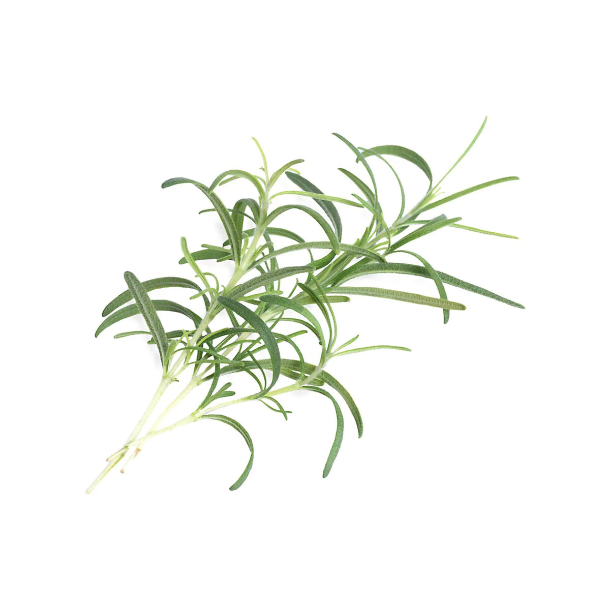 VERITABLE Lingot, Rosemary
