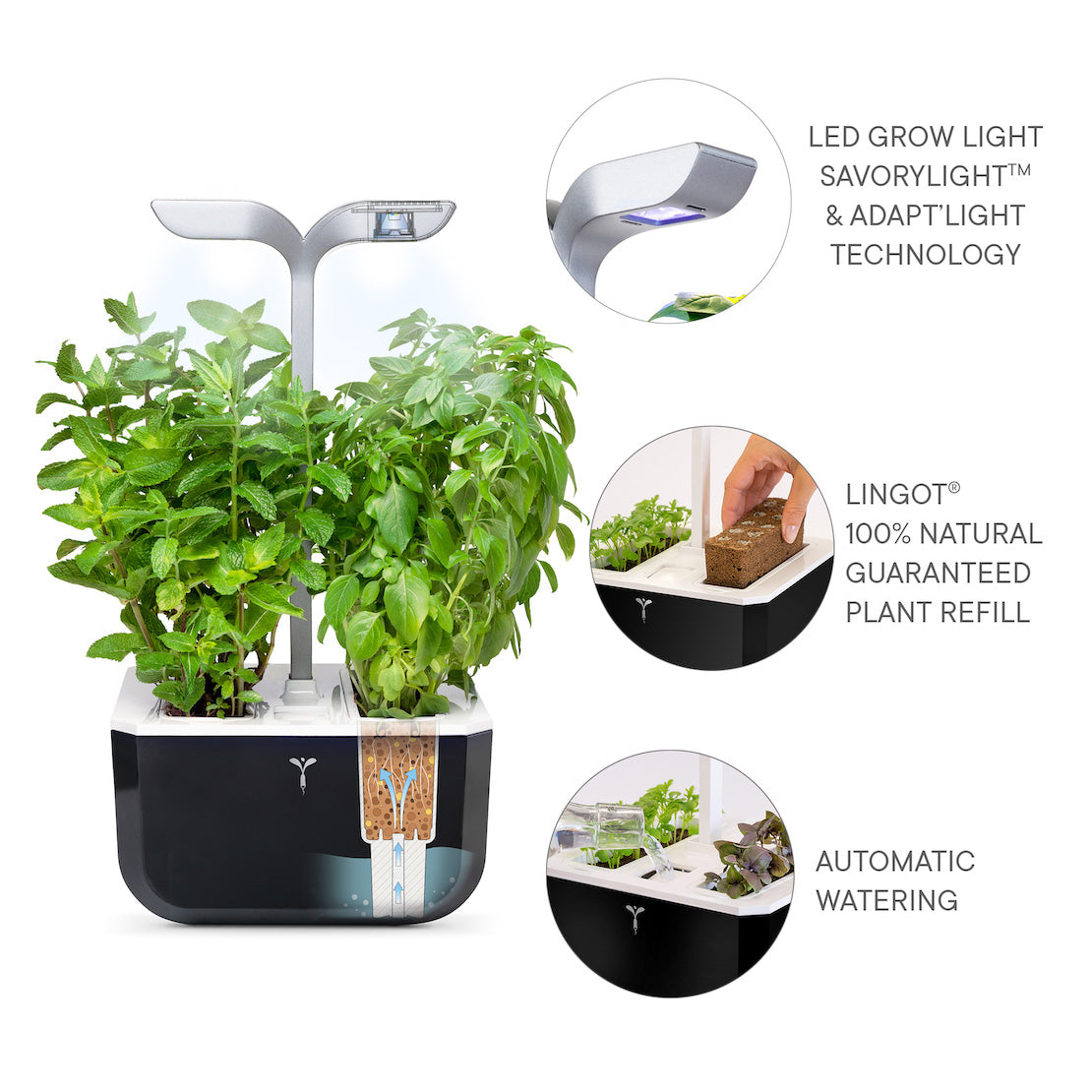 VERITABLE Smart Exky Edition Black, 2 Plants