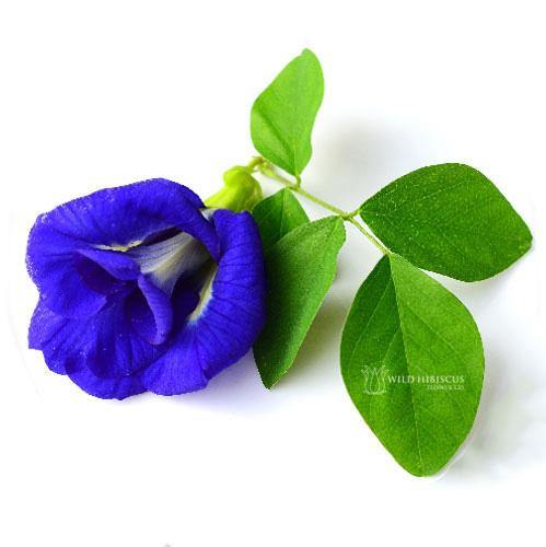 WILD HIBISCUS B'lure Butterfly Pea Flower Extract, 100ml