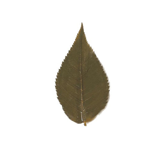 GUSTA SUPPLIES Preserved Cherry Blossom (Sakura) Leaves