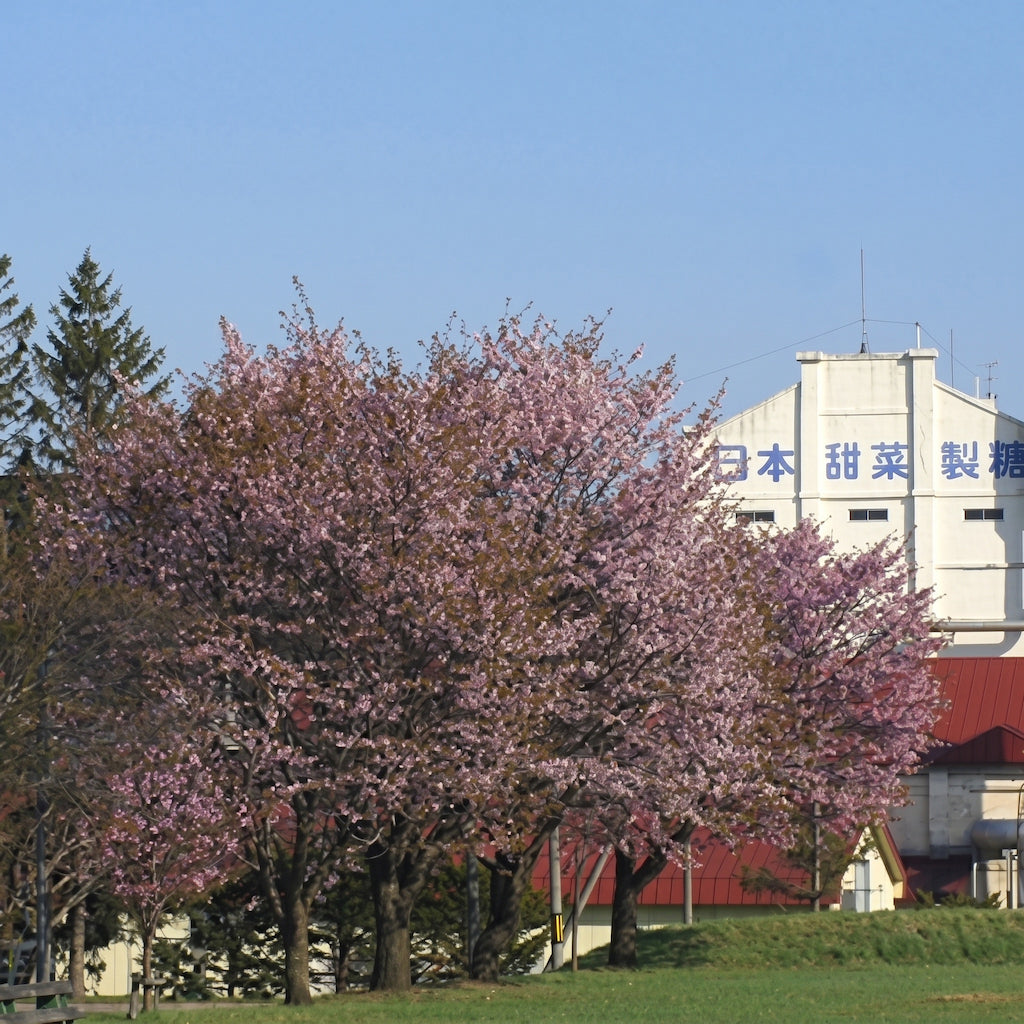 Cherry blossom trees in bloom with a building in the background