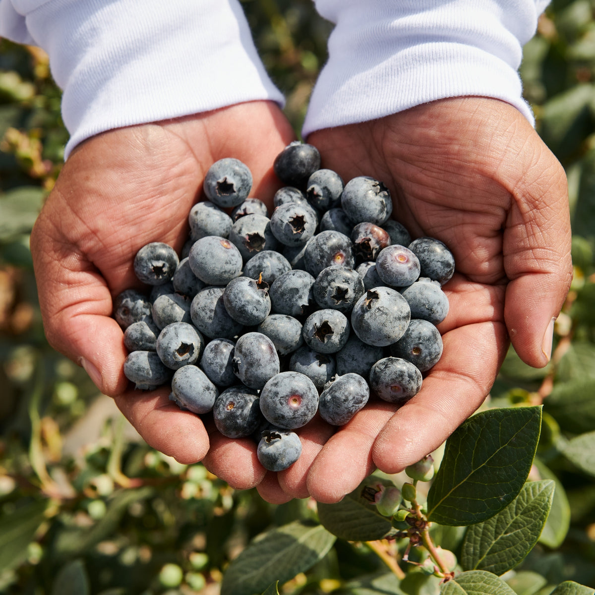 Hands holding a bunch of blueberries with a blurred green background
