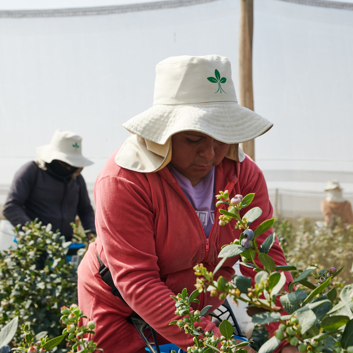 Person wearing a white bucket hat with a logo, working in a blueberry field.