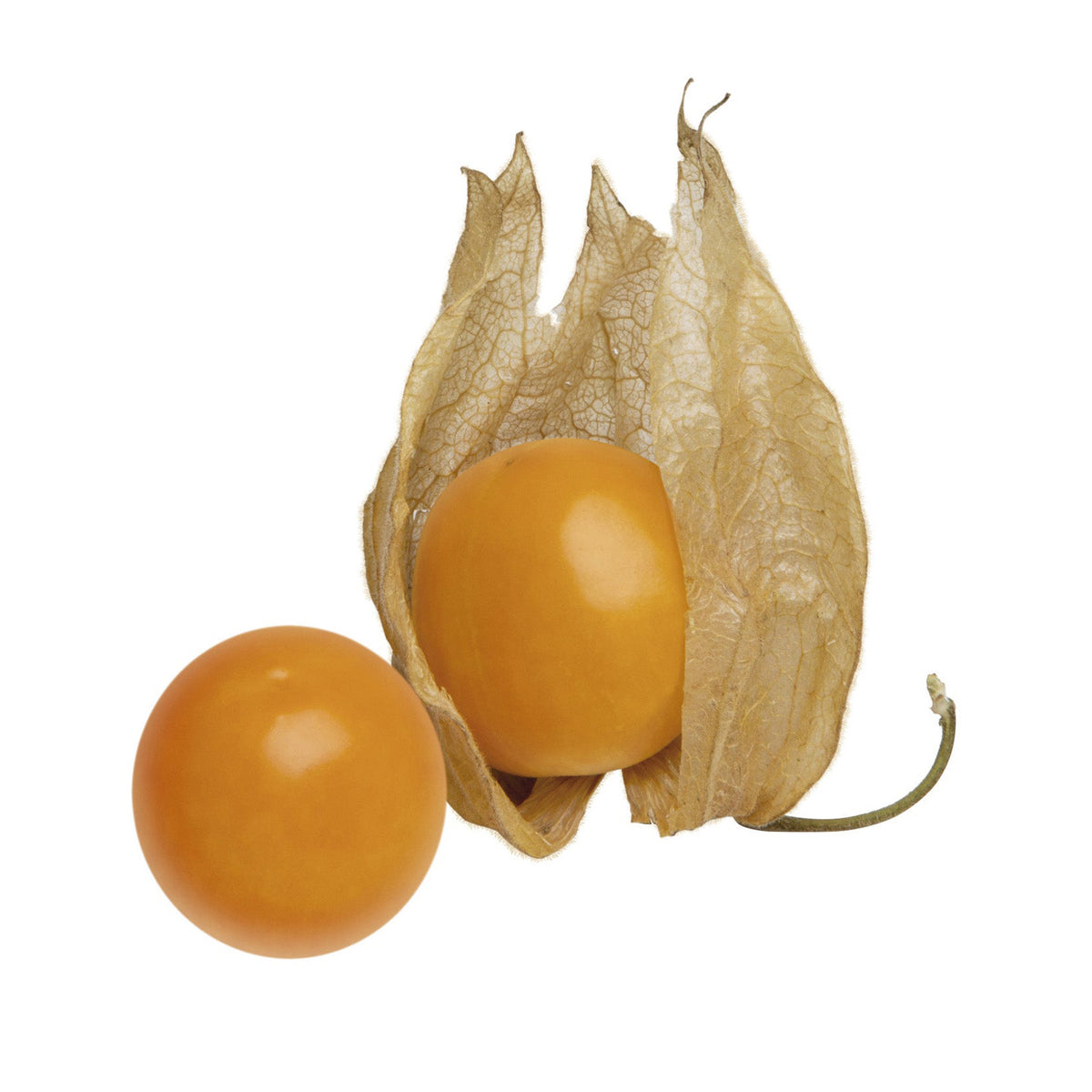Two golden berries with their husks on a white background