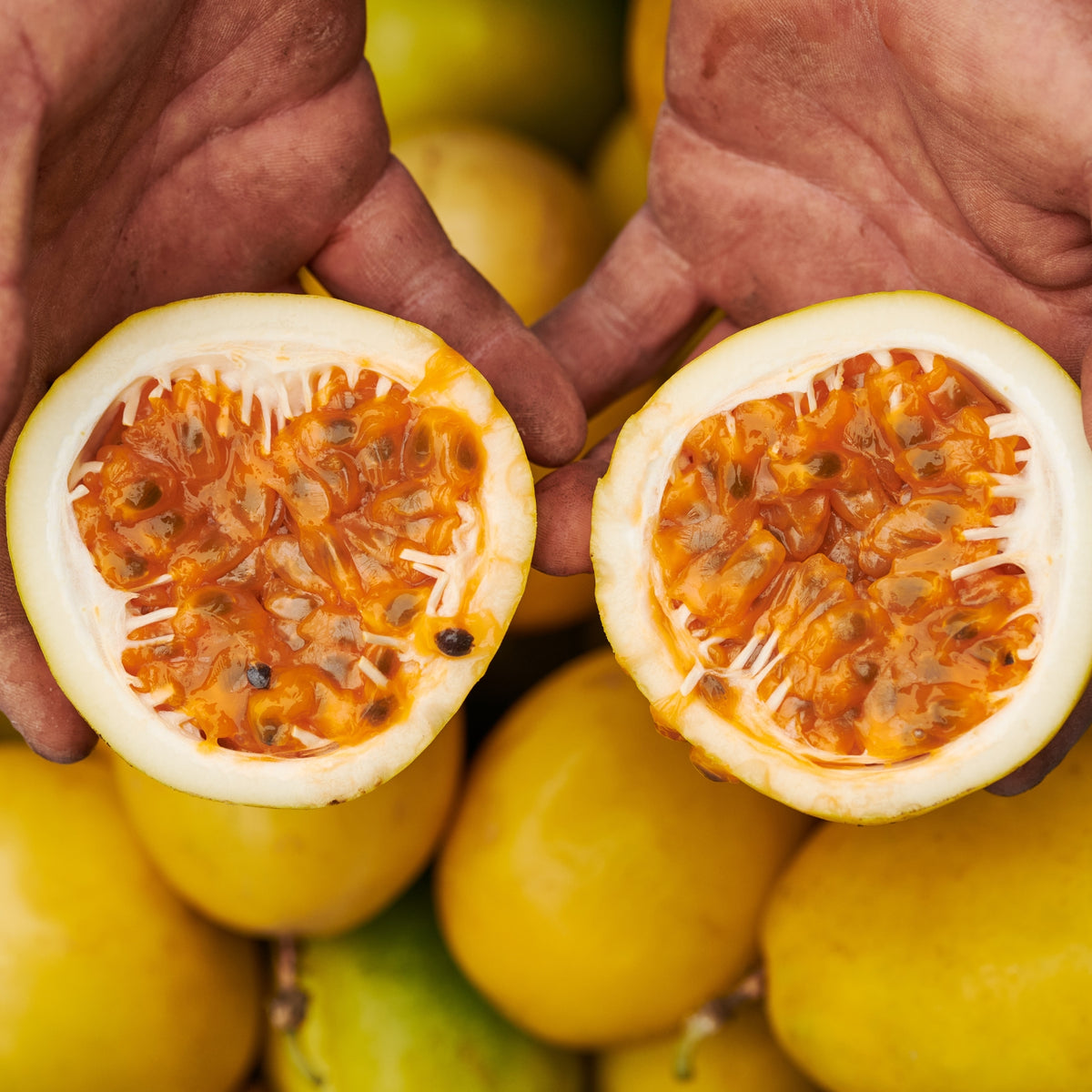 Two hands holding a halved passion fruit with a background of whole passion fruits.