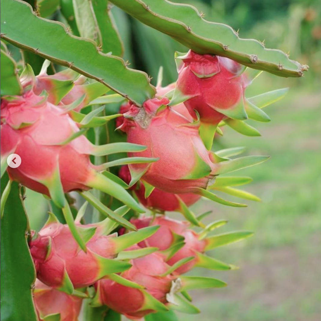 Dragon fruit blossoms and developing fruit on a cactus, shown in a close-up outdoor shot with a blurred green background.