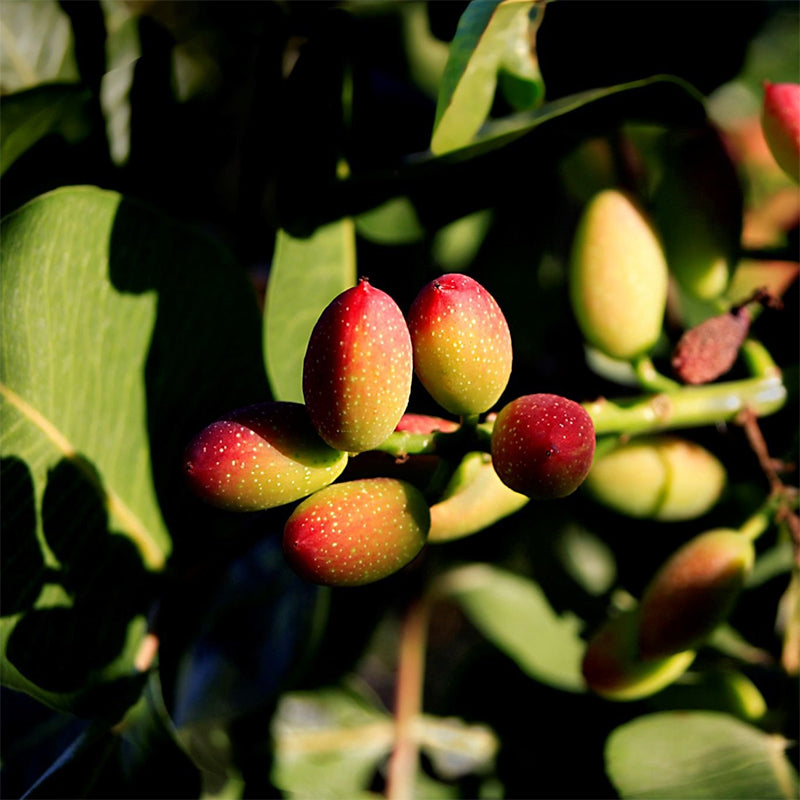 100% Sicilian Pistachio Paste – Pure & Natural by Verdoro