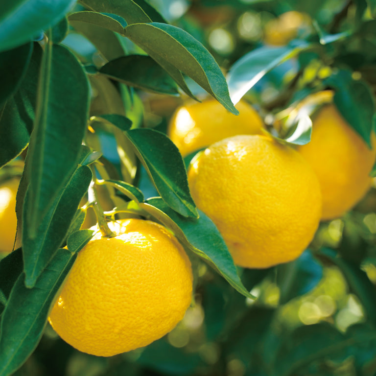 YUZUYA HONTEN Yuzu Juice, Pure 100% Unsalted Citron Fruit Juice