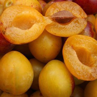 BOIRON Frozen Fruit Puree, Mirabelle Plum