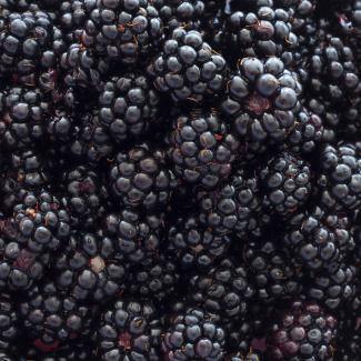 BOIRON Frozen Fruit Puree, Blackberry - Gusta Supplies