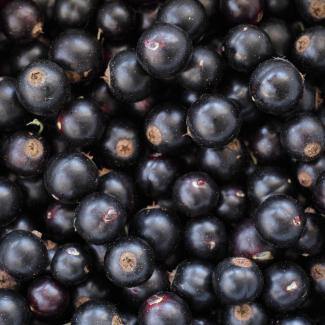 BOIRON Frozen Fruit Puree, Blackcurrant/Cassis