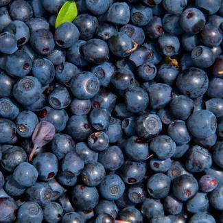 BOIRON Frozen Fruit Puree, Blueberry - Gusta Supplies