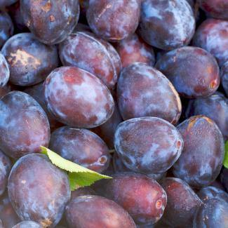 BOIRON Frozen Fruit Puree, Dark Red Plum (1kg) - Gusta Supplies
