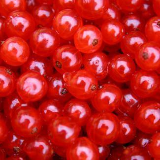 BOIRON Frozen Fruit Puree, Redcurrant (1kg) - Gusta Supplies