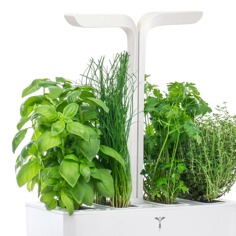 VERITABLE Lingot, Organic Savory