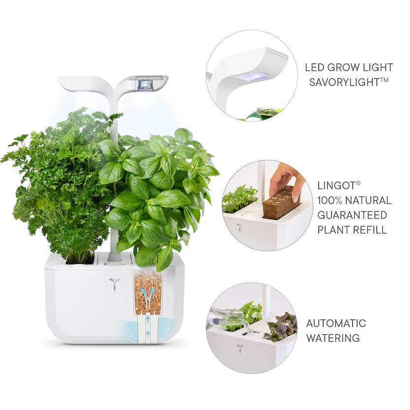 VERITABLE Exky Classic Edition White, 2 Plants