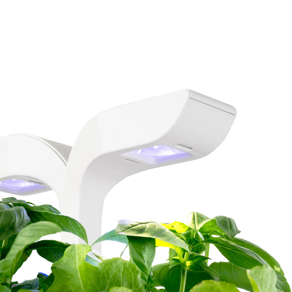 VERITABLE Exky Classic Edition White, 2 Plants