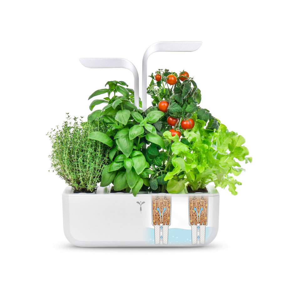 VERITABLE Exky Classic Edition White, 4 Plants