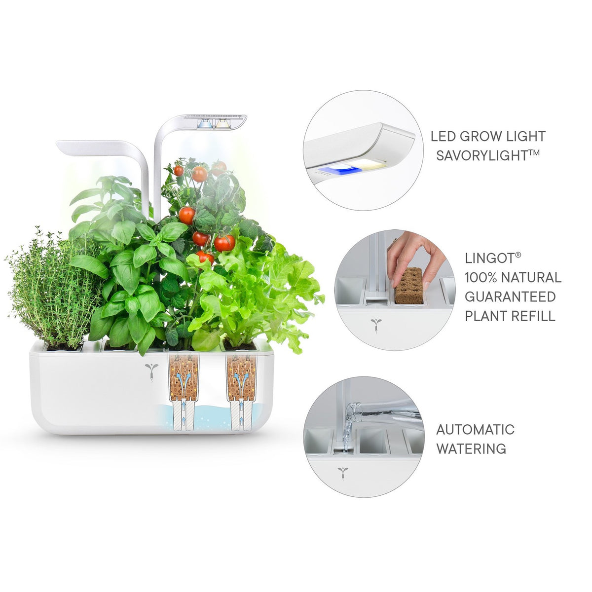 VERITABLE Exky Classic Edition White, 4 Plants