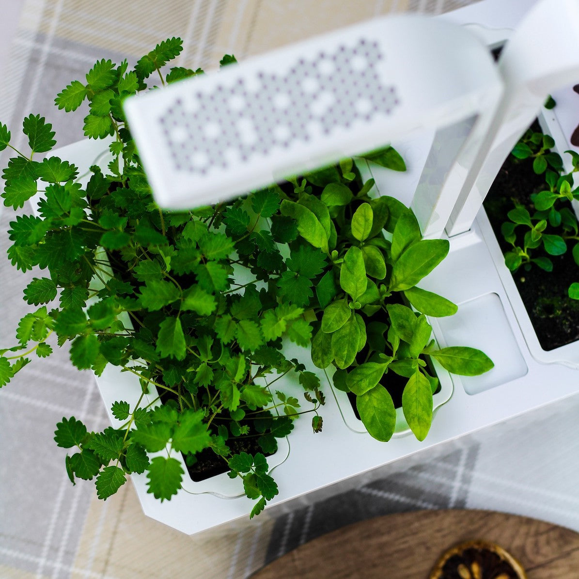 VERITABLE Exky Classic Edition White, 4 Plants