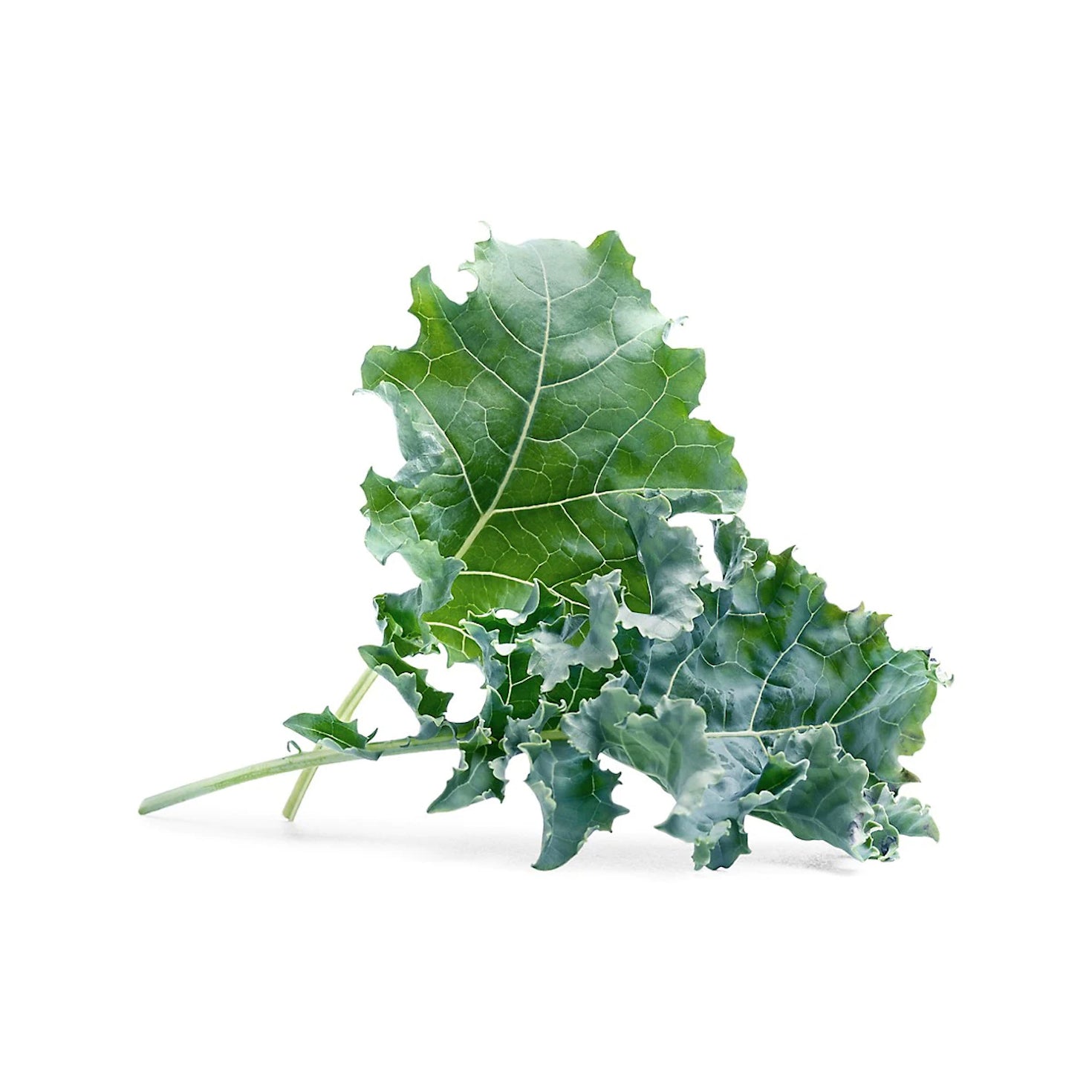 VERITABLE Lingot, Organic Kale