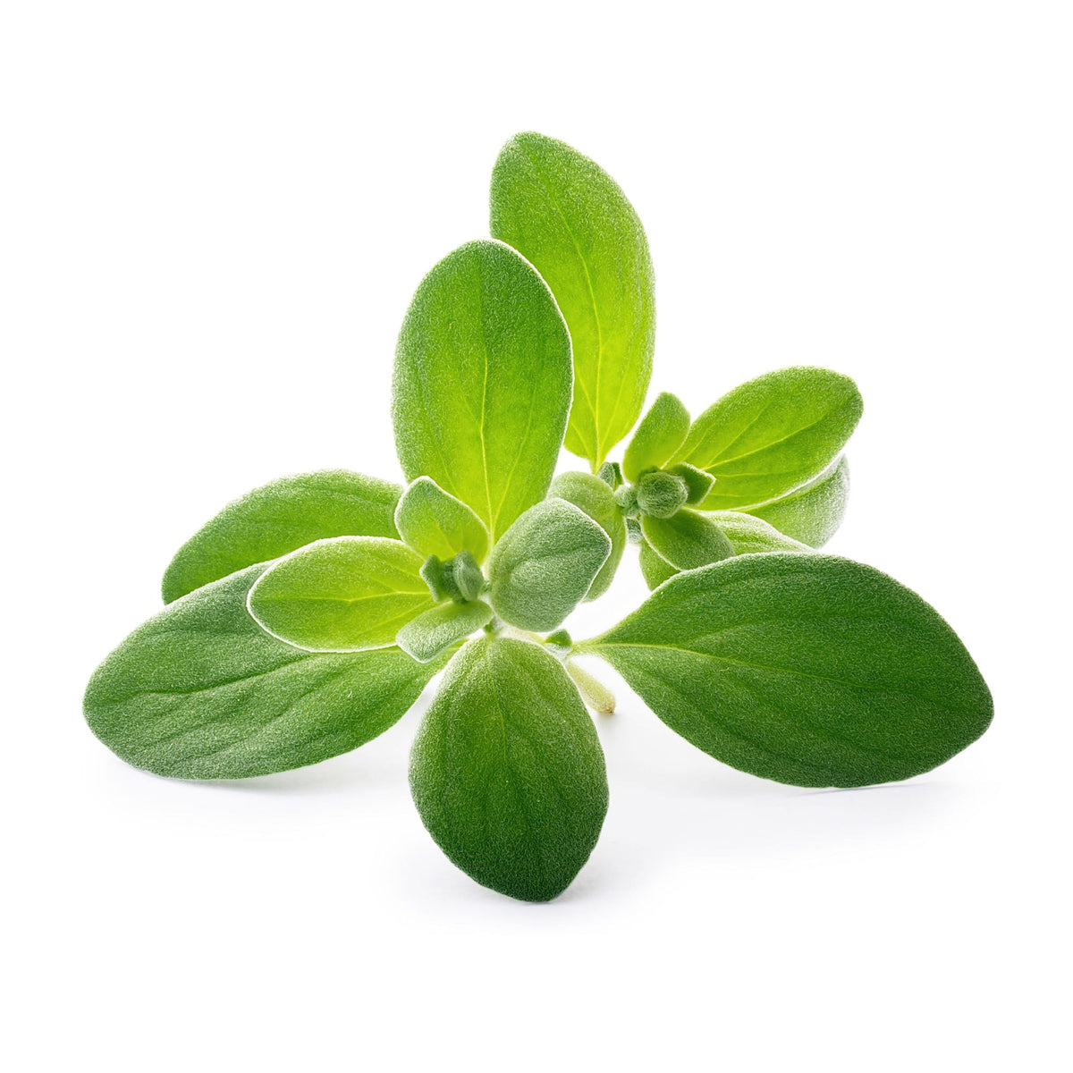 VERITABLE Lingot, Organic Marjoram