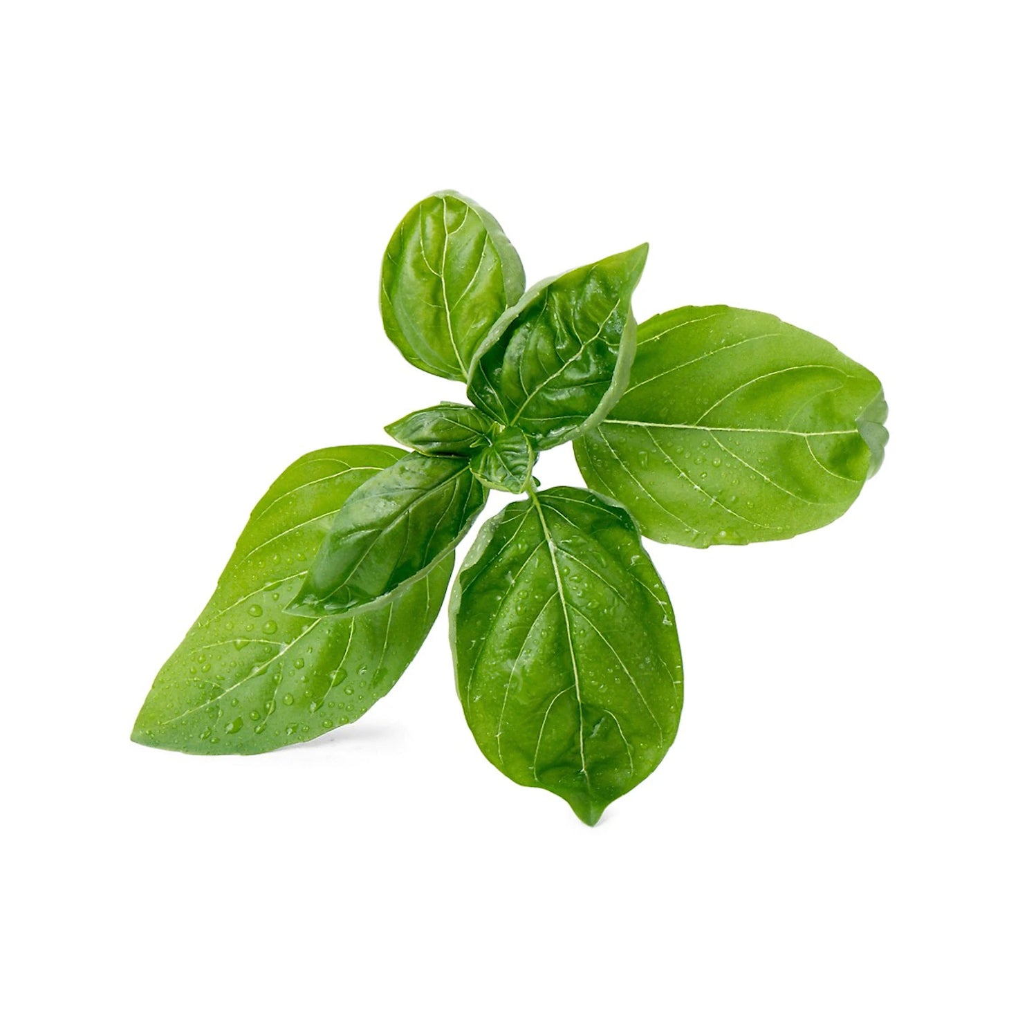 VERITABLE Lingot, Organic Sweet Basil