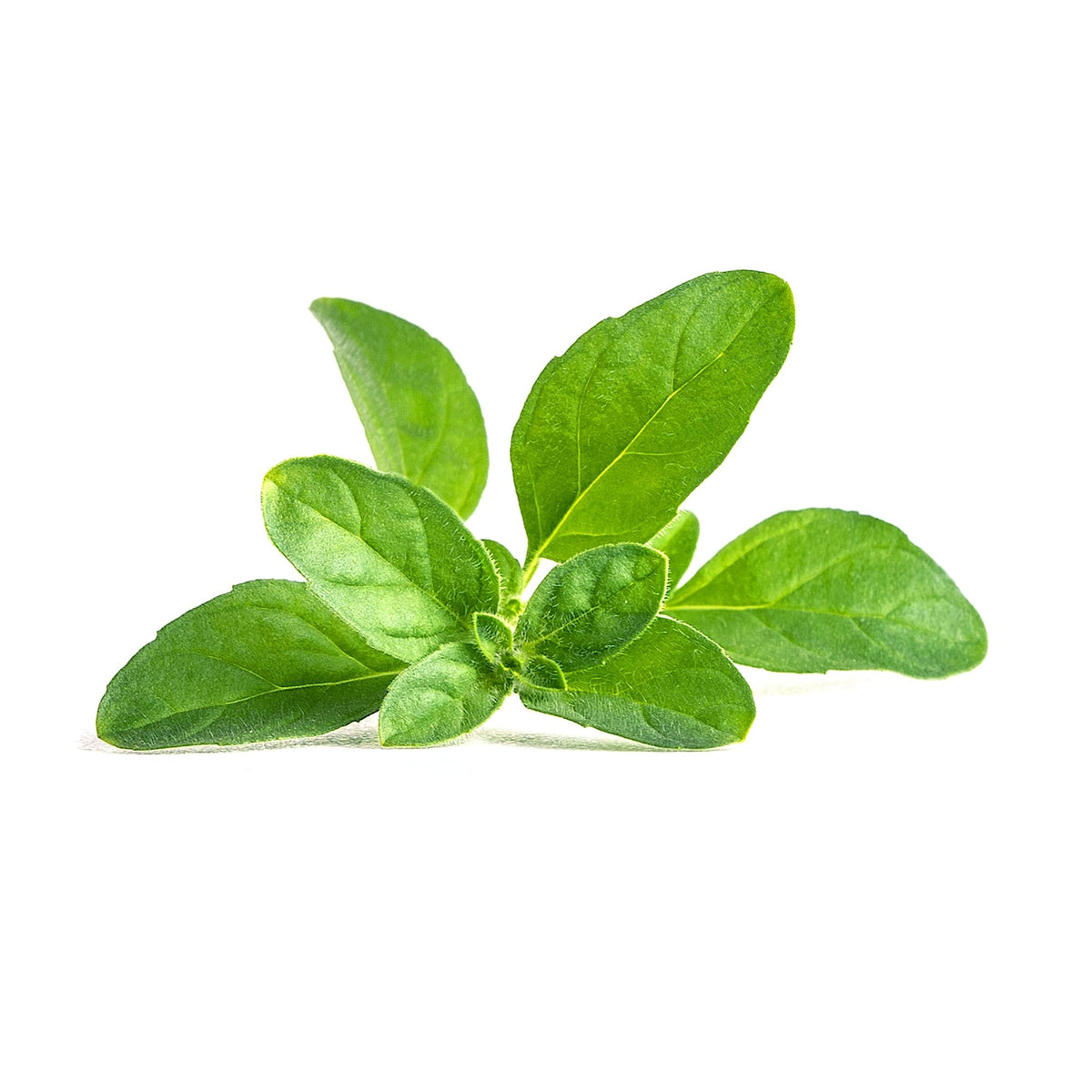 VERITABLE Lingot, Pennyroyal Mint